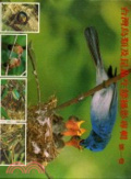 臺灣鳥類及昆蟲生態攝影專輯. 第一卷